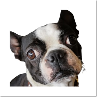 Love Me Boston Terrier Posters and Art